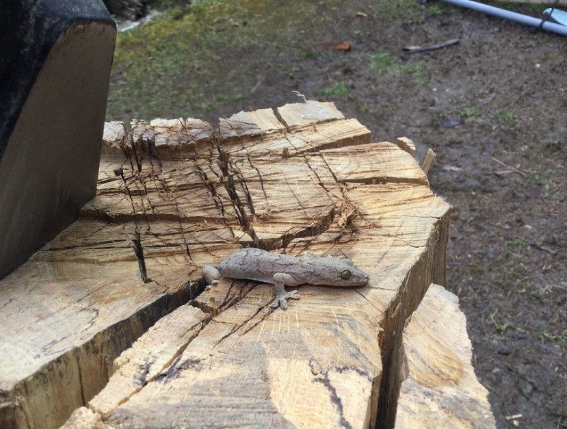gecko IMG_0202