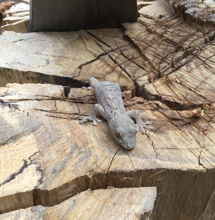 gecko IMG_0203