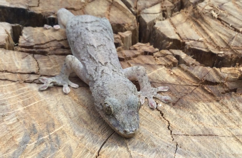 gecko IMG_0203x