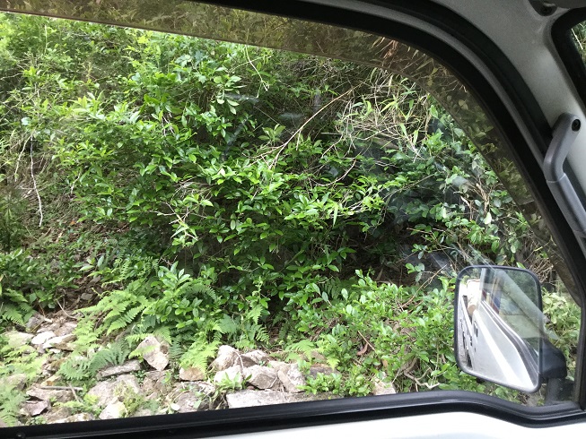 IMG_1201 the sur le bord de la route.JPG