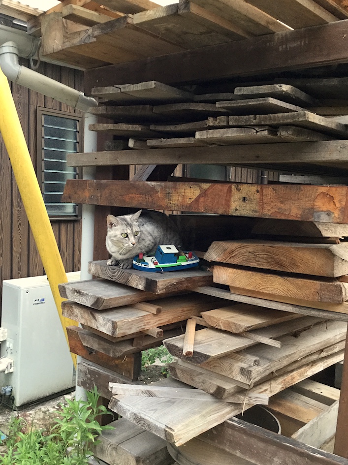 minou et les planches.JPG