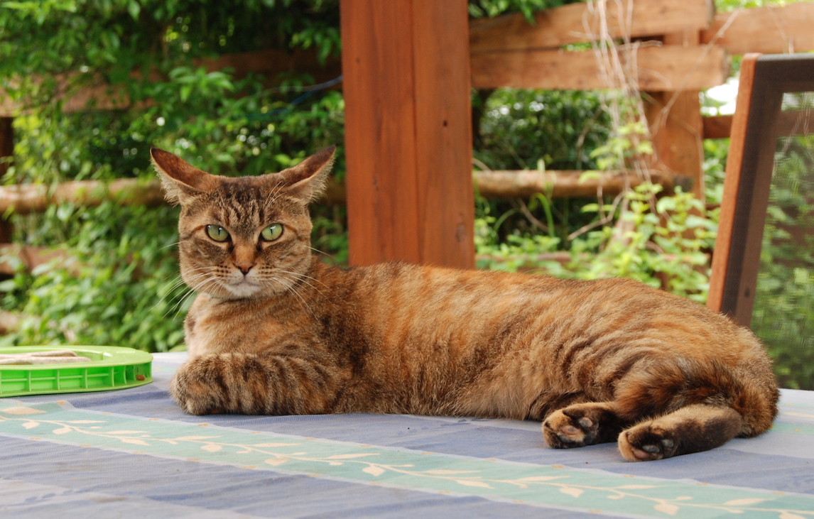 portrait de scothy.jpg