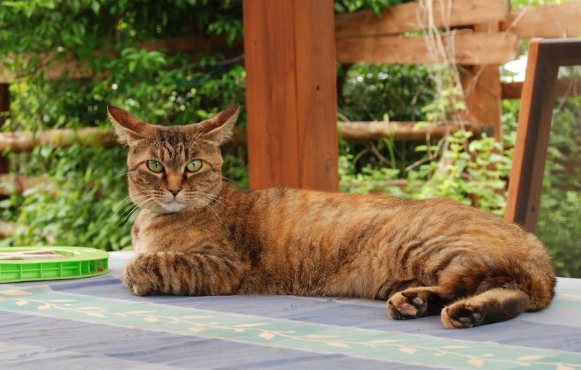 portrait de scothy.jpg