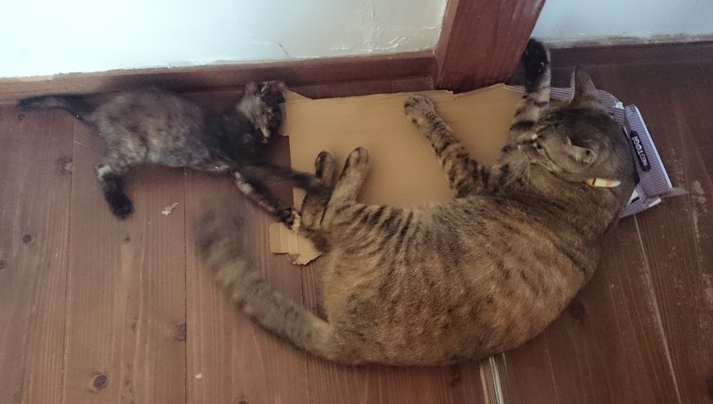 chaton et scotch DSC_4907.JPG