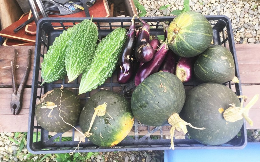 recolte IMG_1864.JPG